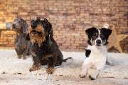 So A Hund - Galerie
