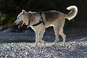 So A Hund - Galerie