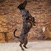 So A Hund - Galerie