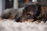 So A Hund - Galerie
