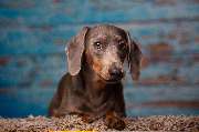 So A Hund - Galerie