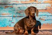 So A Hund - Galerie