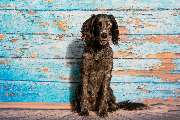 So A Hund - Galerie