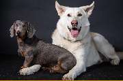 So A Hund - Galerie
