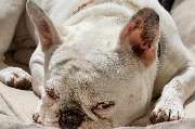 So A Hund - Galerie
