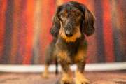 So A Hund - Galerie