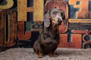 So A Hund - Galerie