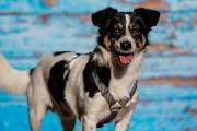 So A Hund - Galerie