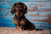 So A Hund - Galerie