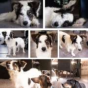 So A Hund - Galerie