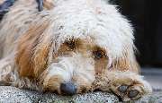 So A Hund - Galerie
