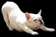 So A Hund - Galerie