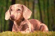 So A Hund - Galerie