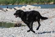 So A Hund - Galerie