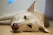 So A Hund - Galerie