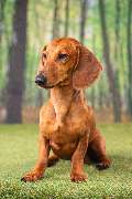 So A Hund - Galerie