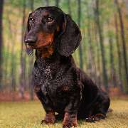 So A Hund - Galerie