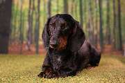 So A Hund - Galerie