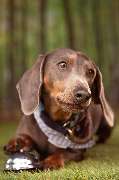 So A Hund - Galerie