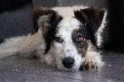 So A Hund - Galerie