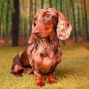 So A Hund - Galerie
