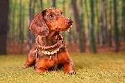 So A Hund - Galerie