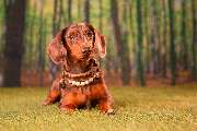So A Hund - Galerie