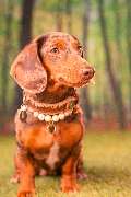 So A Hund - Galerie