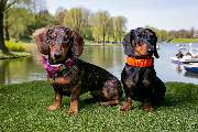 So A Hund - Galerie