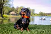 So A Hund - Galerie