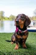 So A Hund - Galerie