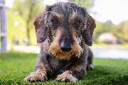 So A Hund - Galerie
