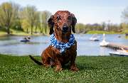 So A Hund - Galerie