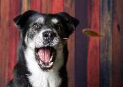 So A Hund - Galerie