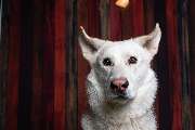 So A Hund - Galerie