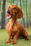 So A Hund - Galerie