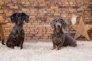 So A Hund - Galerie