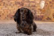 So A Hund - Galerie