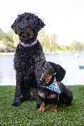 So A Hund - Galerie
