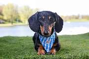 So A Hund - Galerie