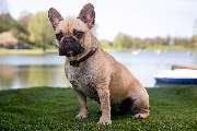 So A Hund - Galerie