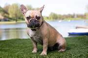 So A Hund - Galerie