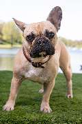 So A Hund - Galerie