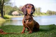 So A Hund - Galerie