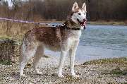 So A Hund - Galerie