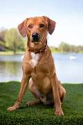 So A Hund - Galerie