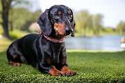 So A Hund - Galerie