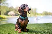 So A Hund - Galerie