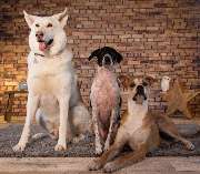 So A Hund - Galerie