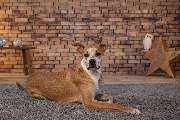 So A Hund - Galerie